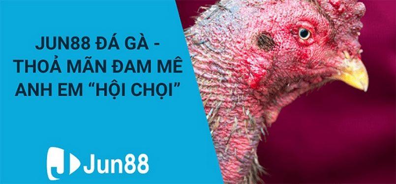 Đá gà Jun88 – Sảnh chọi kê kiếm tiền tỉ cực phê